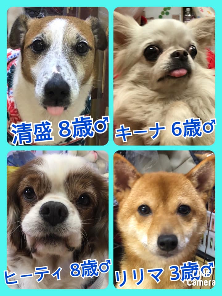 🐾今日の里親様募集中ワンコ🐶メンバーです🐾2020,12,13